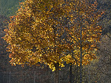 der goldene Baum